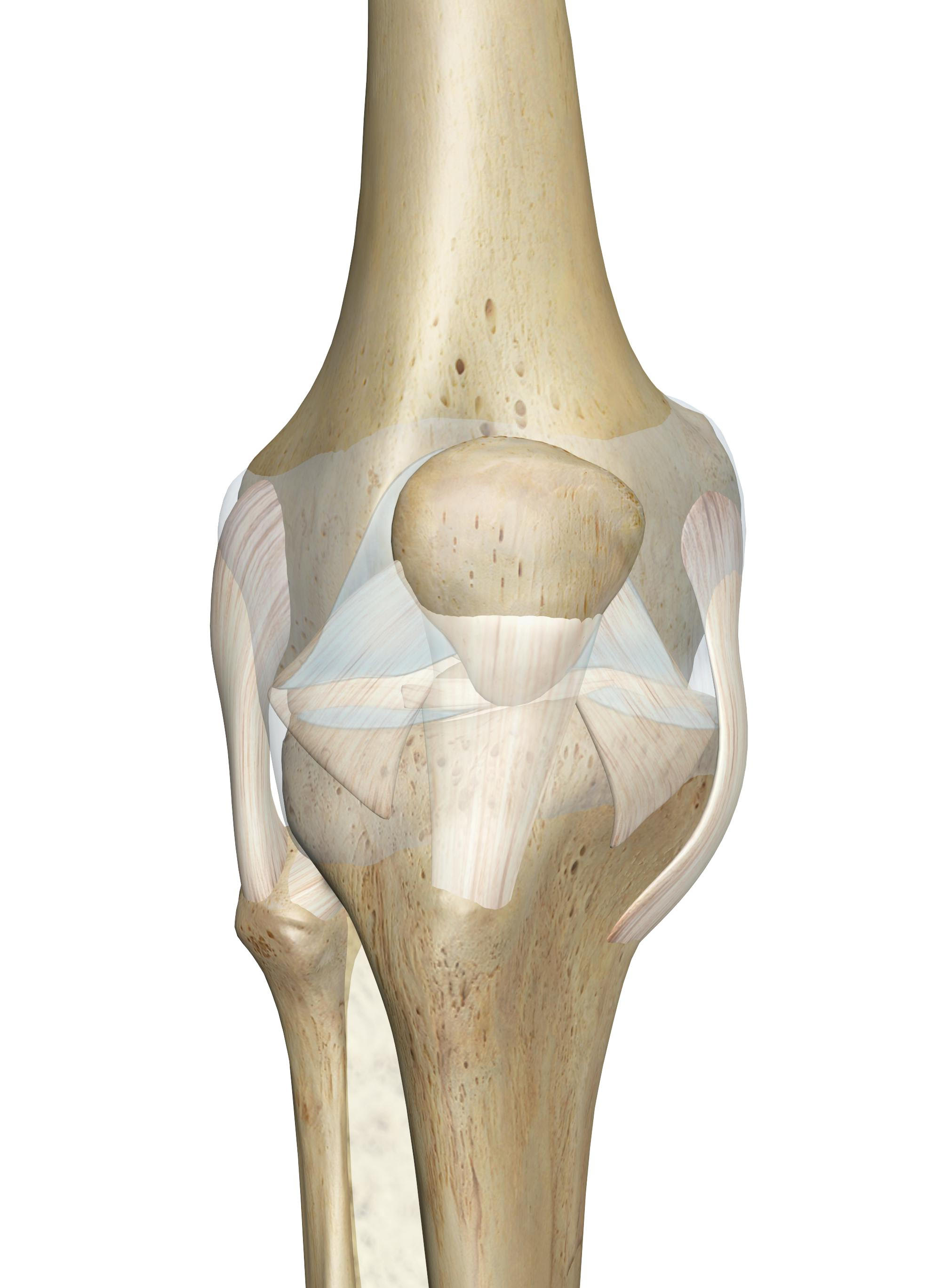 Orthopaedic icon